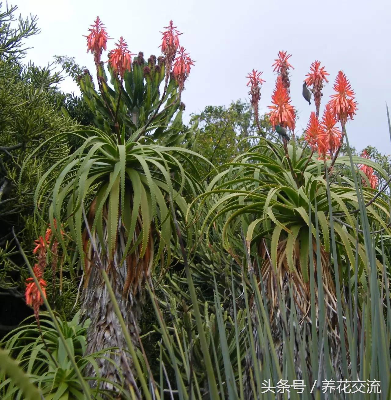养了十多年的芦荟,芦荟盆栽种植阳台好吗