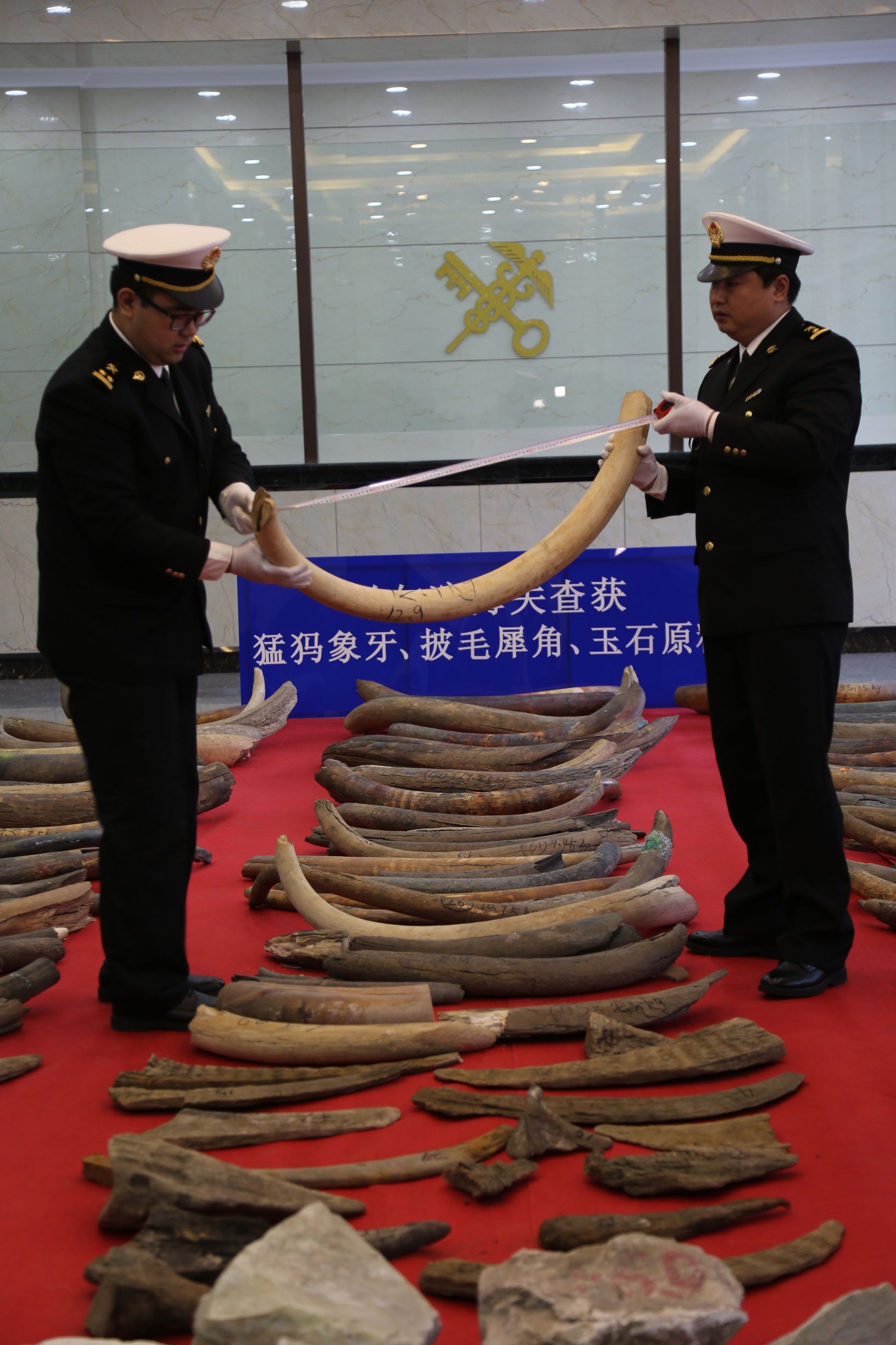 海关破获猛犸象牙,哈尔滨海关查获猛犸象牙
