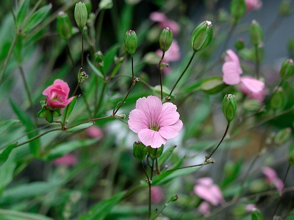 宝妈们乳汁缺乏怎么办？不妨试试这个中医妙方！