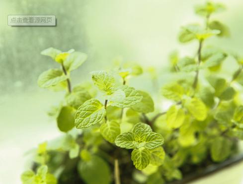 风热型清热解毒感冒药有哪些,薄荷治风热感冒多久有效果