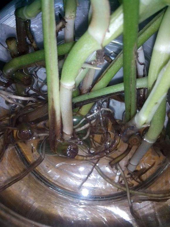 绿萝烂根怎么办快速补救,绿萝烂根了用什么方法可以救活