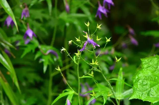 眼睛花了？这种花竟然酷似纷飞的“云雀”？