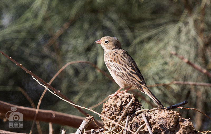 中东荒漠中的“特殊旅行”