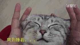 妹子终于如愿狠狠地撸猫咪，猫咪：谁让你停的