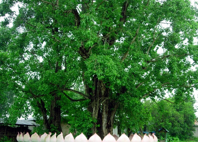 菩提金刚籽手串如何变红上色快,6瓣小金刚菩提子手串108颗