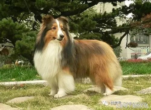 苏牧和喜乐蒂该选择谁,喜乐蒂和苏牧什么关系