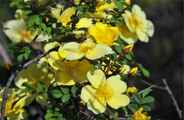 新疆的野玫瑰植物,济源野玫瑰花