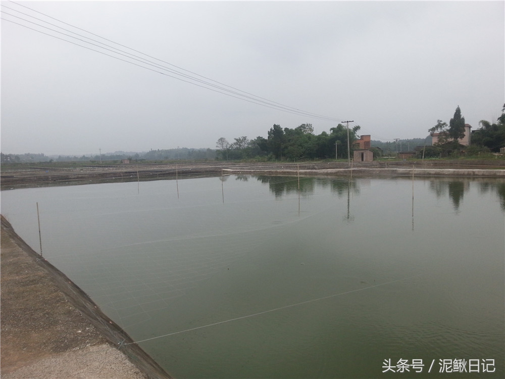 养泥鳅是发家致富好项目,创业养泥鳅百万收入