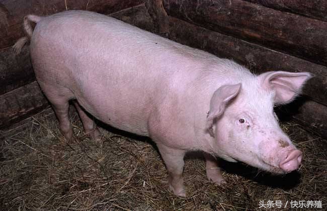 如何解决猪不爱吃食,育肥猪消化不良最快解决方法