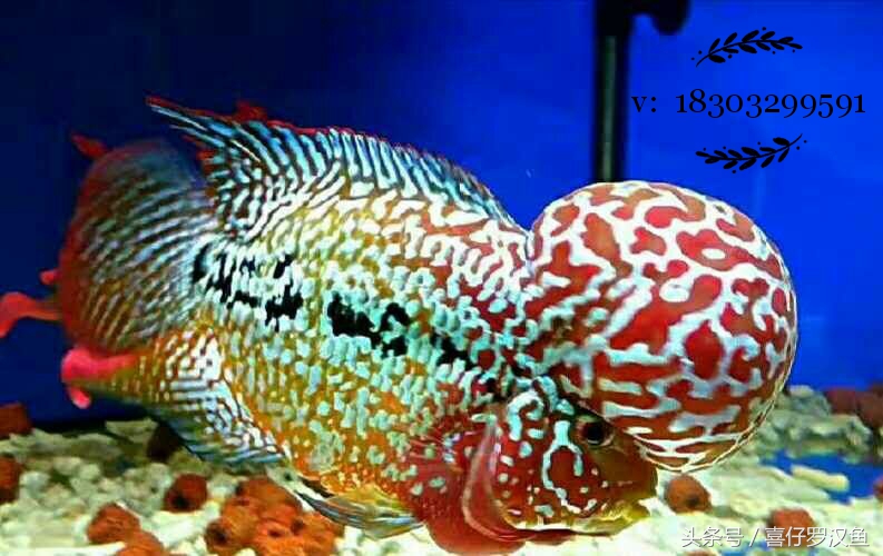 罗汉鱼新鱼到家拉白便,罗汉鱼常见病及图片