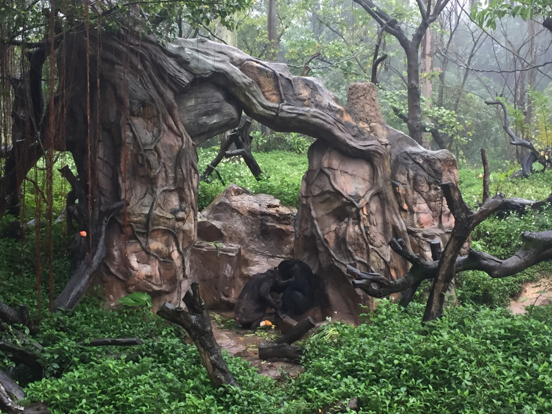 长隆野生动物园自驾游导游,广州长隆野生动物园有导游吗