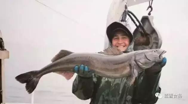 黑鳕鱼的样子图片,黑鳕鱼肉质硬的还是软的