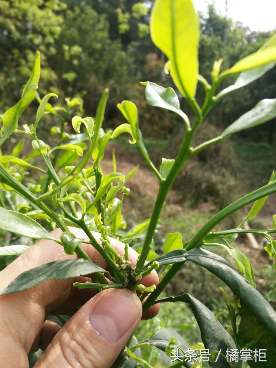 柑橘缺磷究竟怎么办,柑橘叶片缺磷症状图片