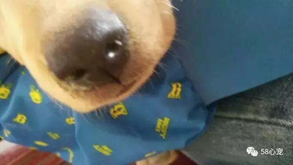 我是怎样把狗狗养死的（二）：我只是给它洗了个澡啊