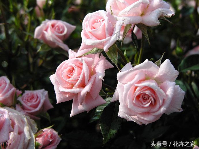 生如夏花之绚烂死如秋叶静美全文,生如夏花之绚烂死如秋叶静美感悟