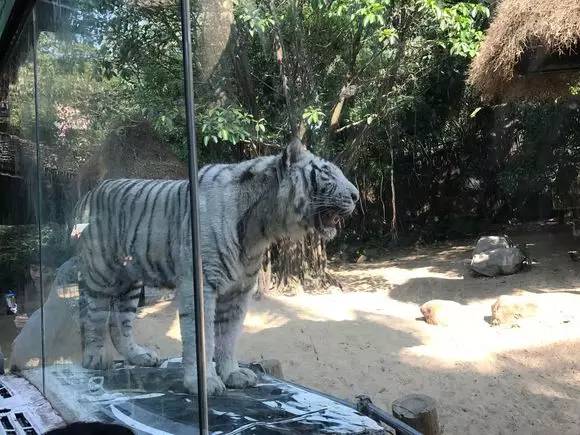长隆野生动物园一天怎么玩,长隆野生动物园一天游不完怎么住