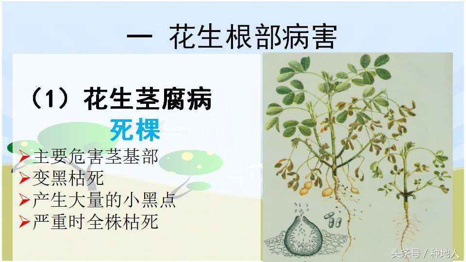 已经开始种花生了怎么种,马上要种花生了