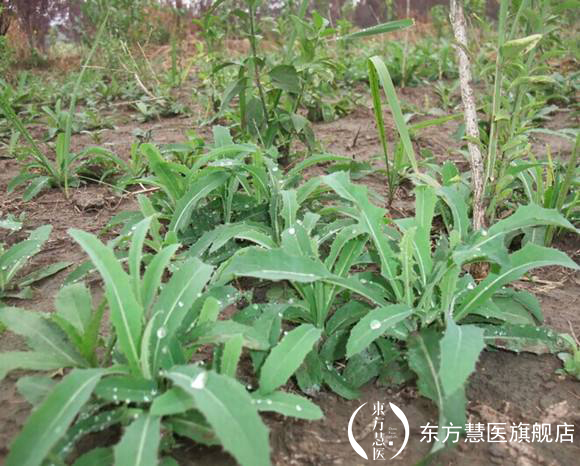 也许你见过,但是你未必能叫出来的野菜,药用价值相当的高