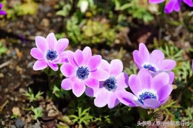 泰州秋雪湖欢乐世界冬天可以玩吗,泰州秋雪湖欢乐世界