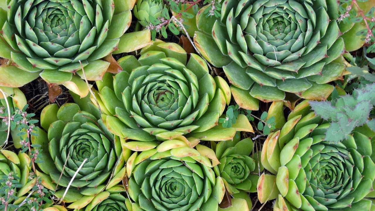 100分试卷考了60分算及格吗,多肉考试