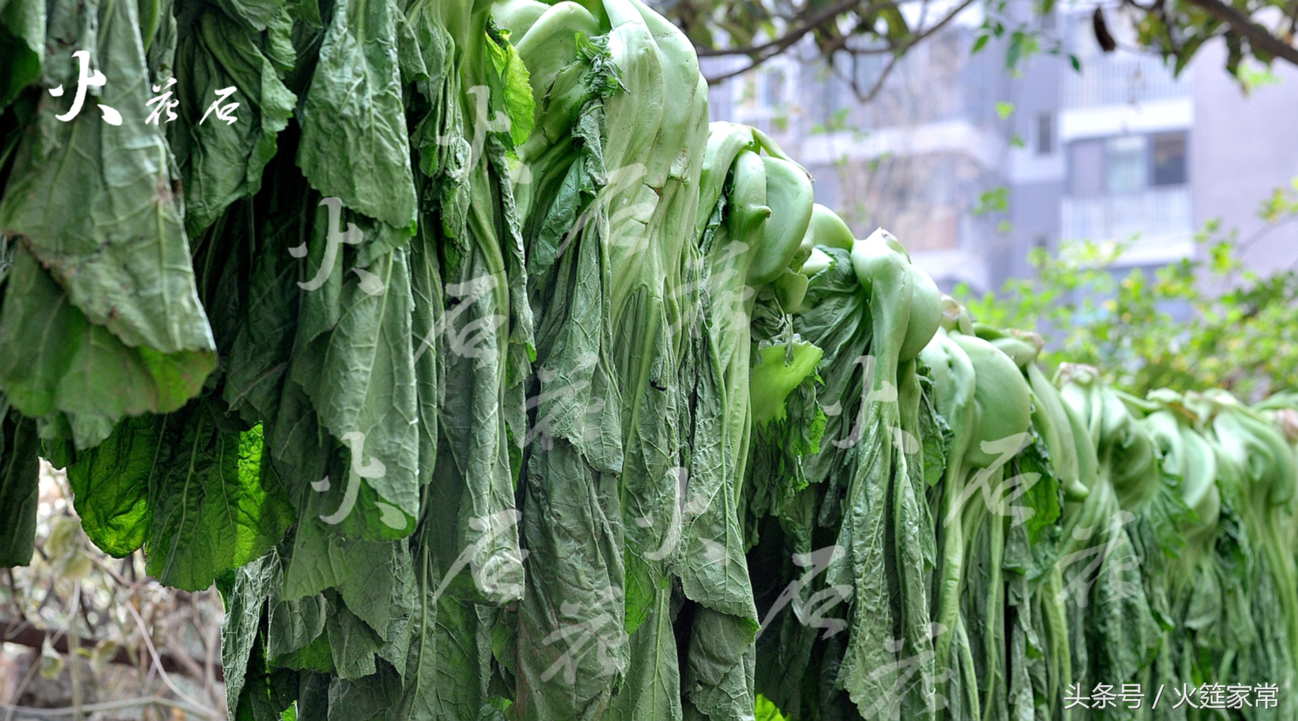 酸菜鱼的家常做法四川正宗做法,四川酸菜鱼的正宗做法大全