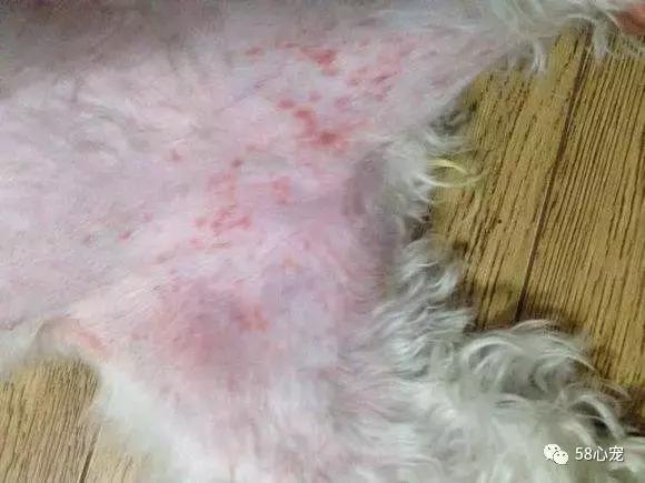 我是怎样把狗狗养死的（二）：我只是给它洗了个澡啊