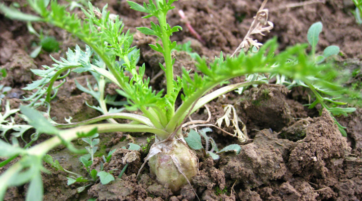 玛咖有没有副作用,玛咖真的有用吗