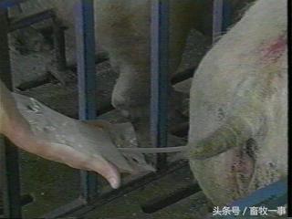 养猪怎样提高人工授精的成功率,养猪新模式猪舍建造