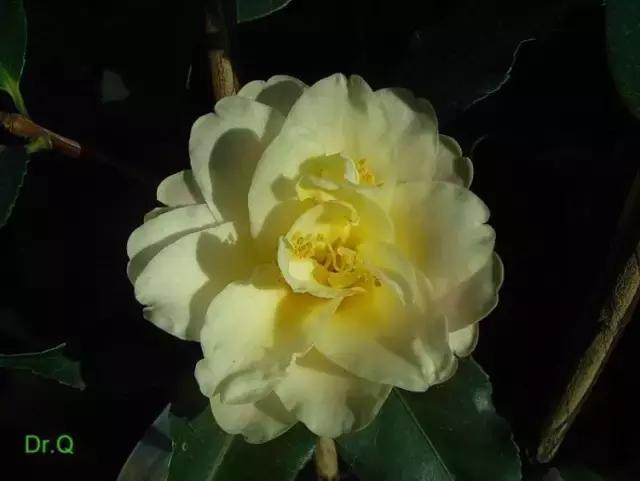 四大名花之山茶,中国百种山茶图片