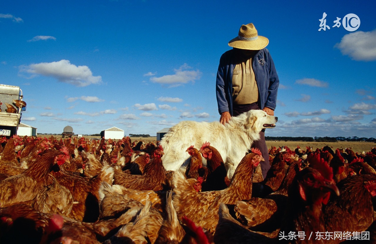 鸡群免疫前后应该注意的问题,鸡群热应激对鸡群的4点危害