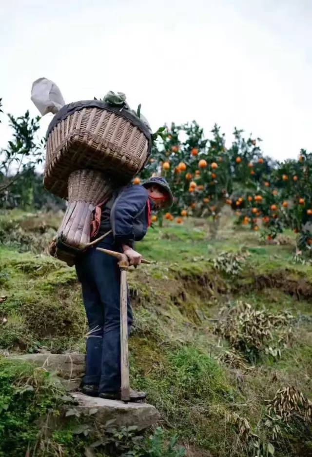 橙中贵族，美味之最：伦晚