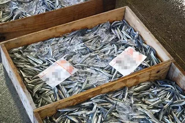 适合做日式刺身的鱼,日本鱼怎么做刺身