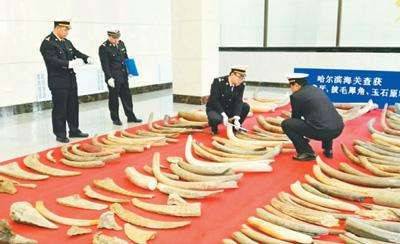 内蒙古海关查获特大象牙 (特大走私象牙案例)