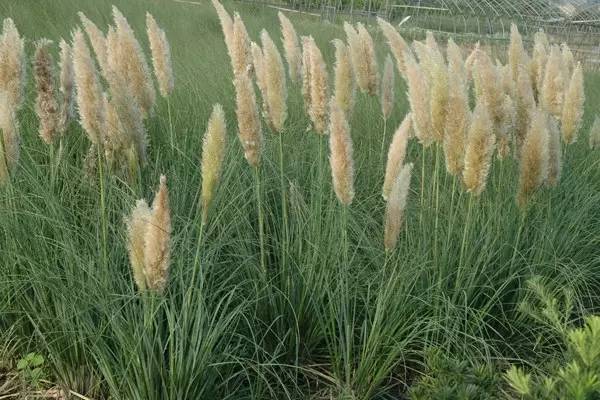 观赏草美景图片大全,观赏草叶