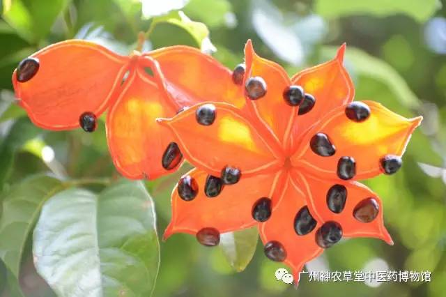 大便为什么会粘马桶,大便为什么会粘厕所