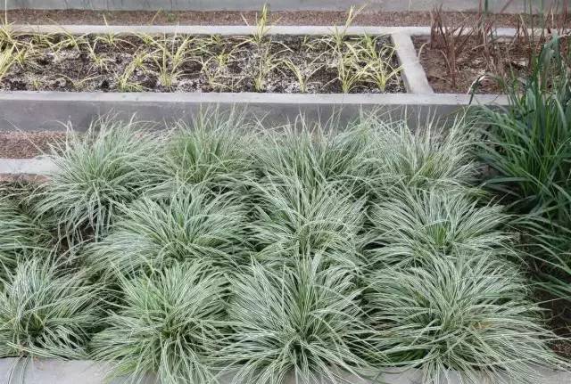 观赏草美景图片大全,观赏草叶