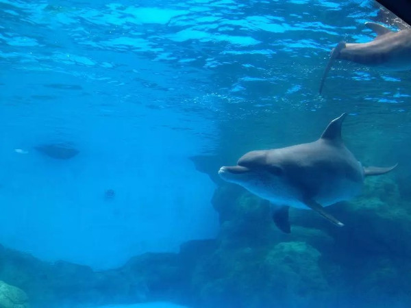 珠海长隆海洋王国攻略2天亲子游,珠海长隆海洋王国旅游亲子攻略