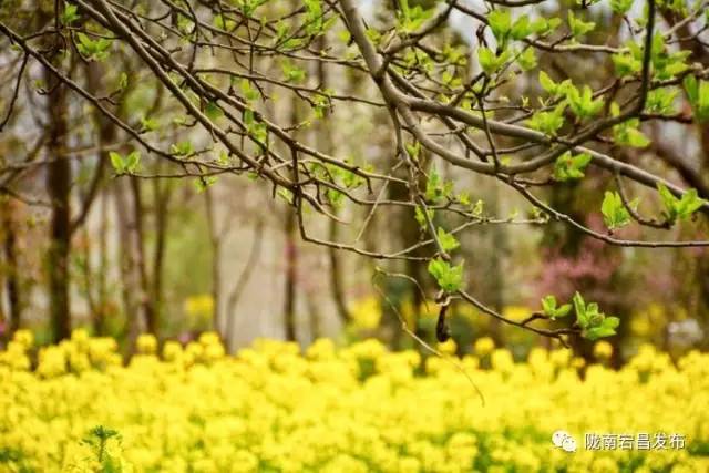 愿和你相遇,宕昌春晚春暖花开