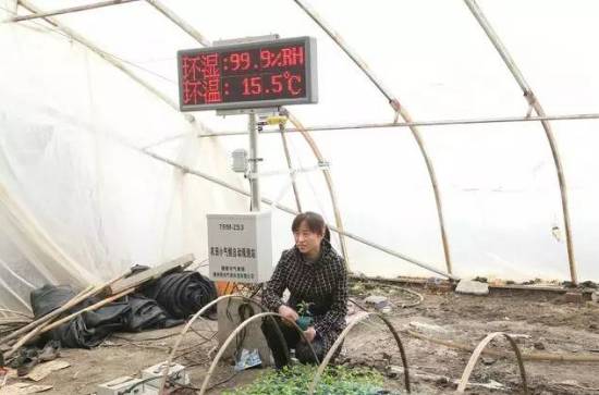 布海镇香瓜,德惠市布海香瓜