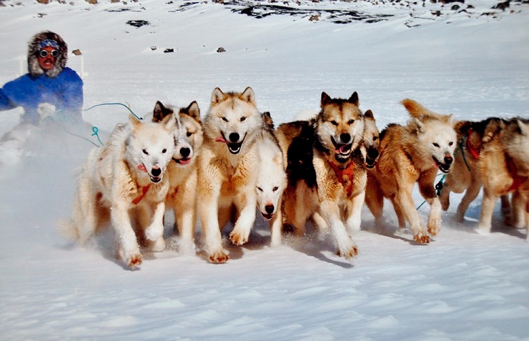 冰川岛上猎奇格陵兰岛冰川巡航记