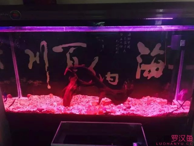 金花饲养心得，听者共勉