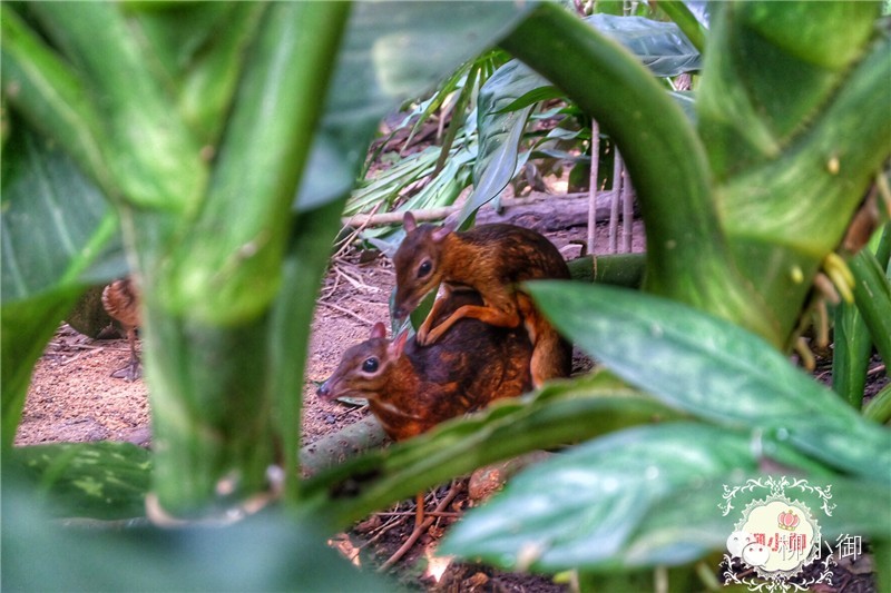 春节旅游新加坡,还能不能春节旅游去新加坡