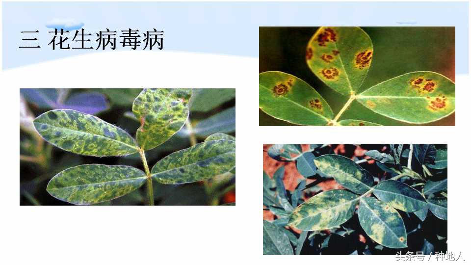 马上开始播种花生,快要种花生了