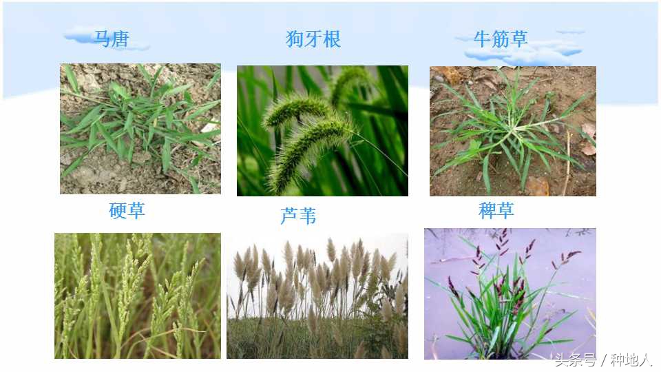 已经开始种花生了怎么种,马上要种花生了