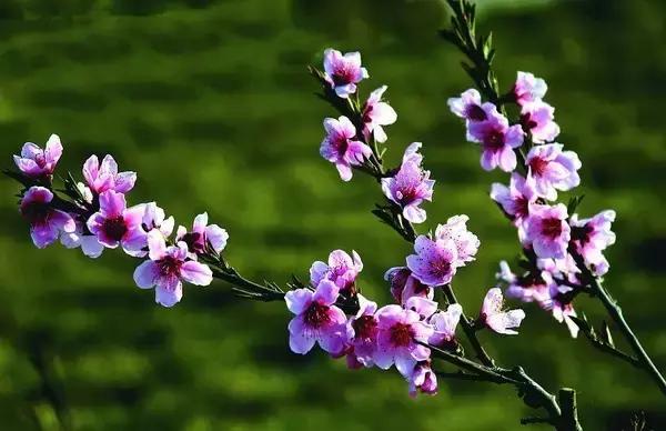 贾平凹的真实故居,贾平凹家乡旅游攻略