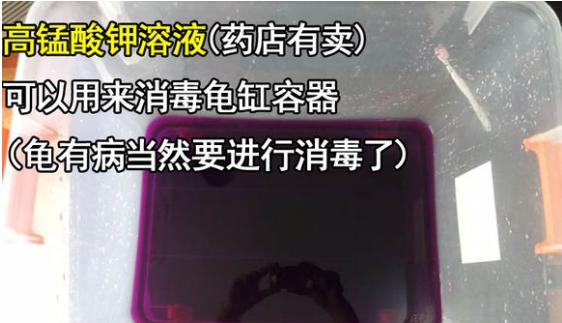 帮乌龟处理疥疮全过程,乌龟长疥疮了怎么治疗