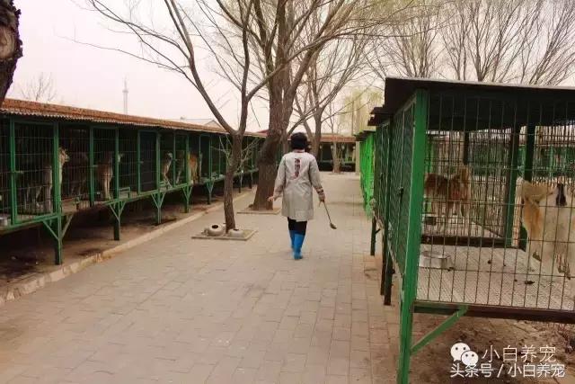 狗贩子VS繁育者,买狗狗究竟该找谁?