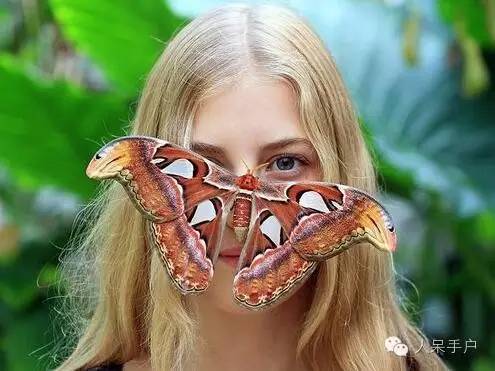 蛾,蛾,蛾~最大、最美、最奇葩,展翅向天歌