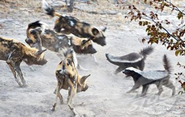 蜜獾平头哥战老虎,最大蜜獾平头哥