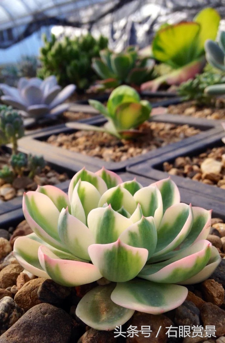 精品多肉颗颗都是韩版欧货老桩让您大呼过瘾